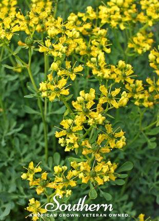 Rue – 100 Seeds