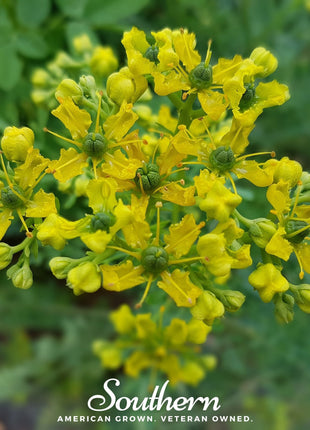 Rue – 100 Seeds