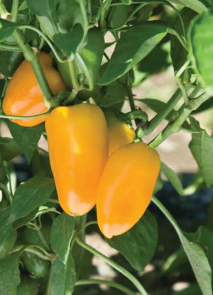 Lunchbox Sweet Pepper – 25 Seeds