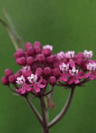 Swamp Milkweed – 50 Seeds