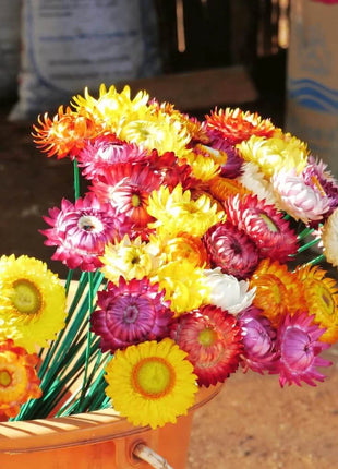 Strawflower Mix – 200 Seeds