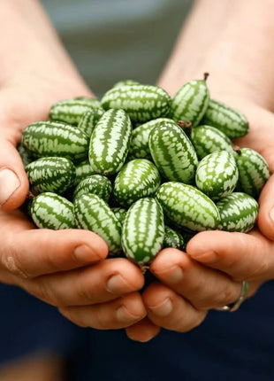 Mouse Melon – 10 Seeds