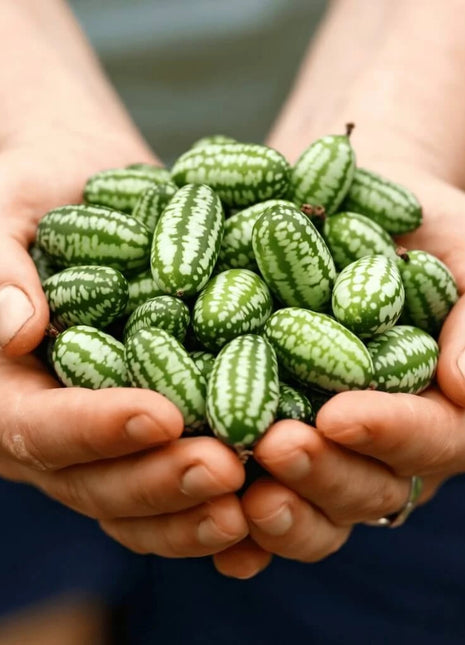 Mouse Melon – 10 Seeds