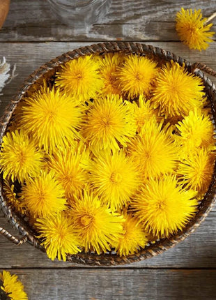 True Dandelion – 50 Seeds