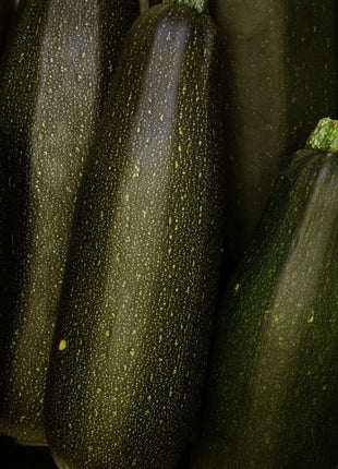 Dark Green Zucchini Summer Squash – 25 Seeds