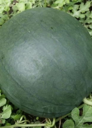 Sugar Baby Watermelon – 25 Seeds