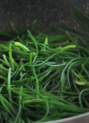 Saltwort – 50 Seeds