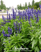 Blue Sage – 100 Seeds