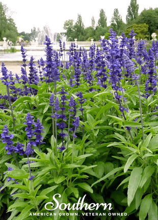Blue Sage – 100 Seeds