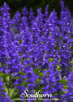 Blue Sage – 100 Seeds