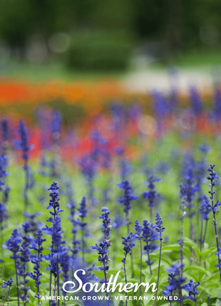 Blue Sage – 100 Seeds