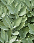 Broadleaf Sage – 50 Seeds