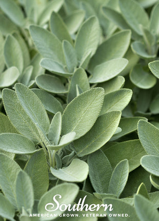 Broadleaf Sage – 50 Seeds