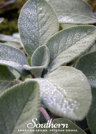 Broadleaf Sage – 50 Seeds