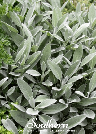 Broadleaf Sage – 50 Seeds