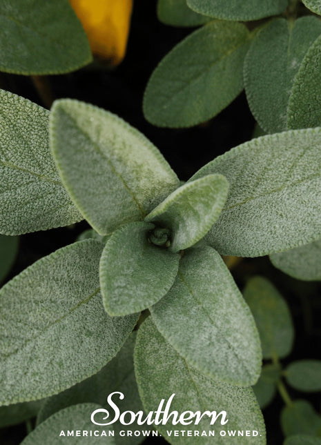 Extrakta Sage – 30 Seeds