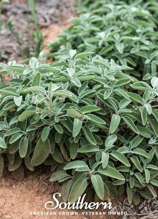 Extrakta Sage – 30 Seeds