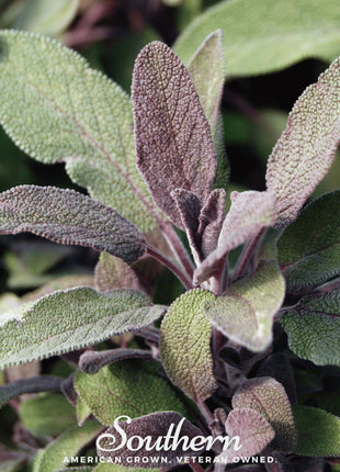 Extrakta Sage – 30 Seeds