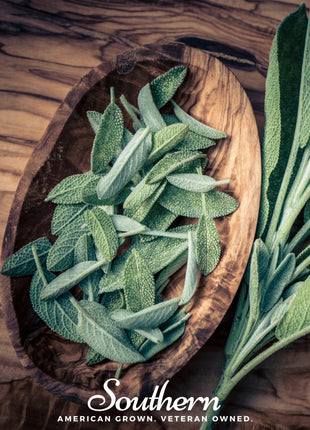 Extrakta Sage – 30 Seeds