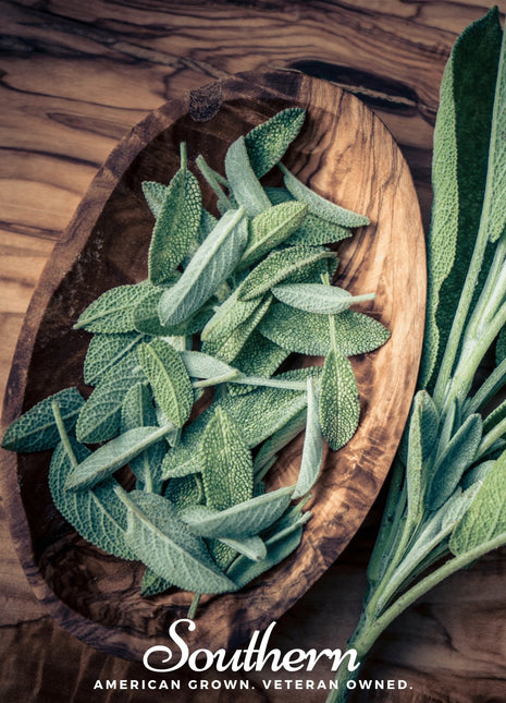 Extrakta Sage – 30 Seeds
