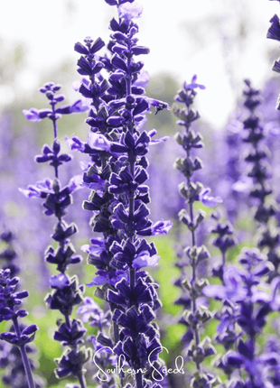 Kitchen Sage – 50 Seeds