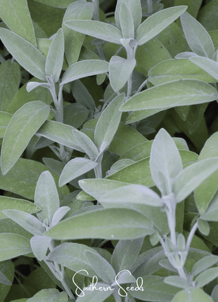 Kitchen Sage – 50 Seeds