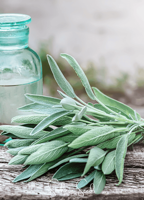 Kitchen Sage – 50 Seeds