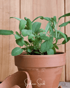 Kitchen Sage – 50 Seeds
