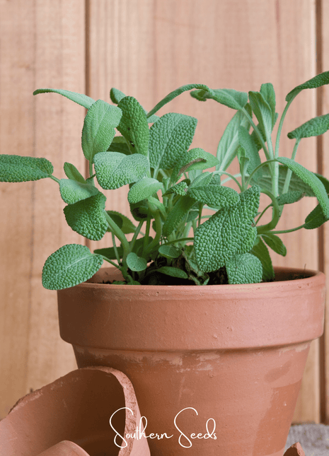 Kitchen Sage – 50 Seeds