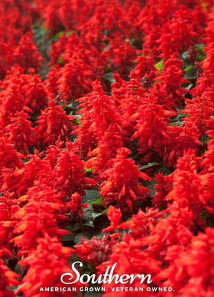 Scarlet Sage – 100 Seeds