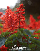 Scarlet Sage – 100 Seeds