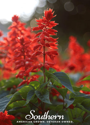 Scarlet Sage – 100 Seeds