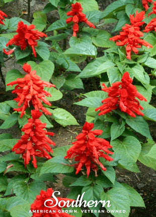 Scarlet Sage – 100 Seeds