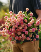 Salmon Globosa Gomphrena – 20 Seeds