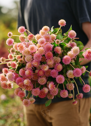 Salmon Globosa Gomphrena – 20 Seeds
