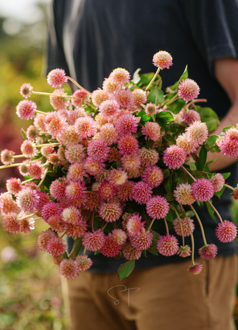 Salmon Globosa Gomphrena – 20 Seeds