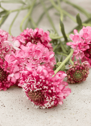 Salmon Queen Scabiosa - 30 Seeds