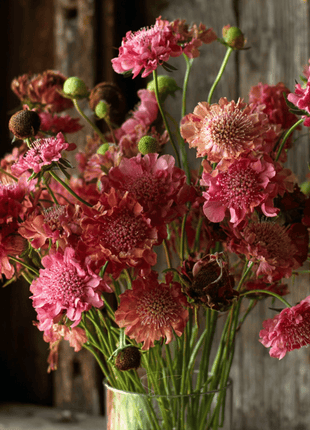 Salmon Queen Scabiosa - 30 Seeds