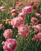 Salmon Queen Scabiosa - 30 Seeds