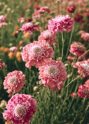 Salmon Queen Scabiosa - 30 Seeds