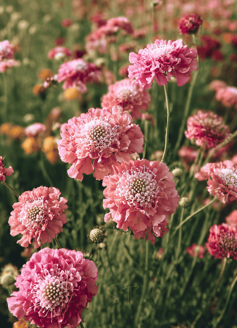 Salmon Queen Scabiosa - 30 Seeds