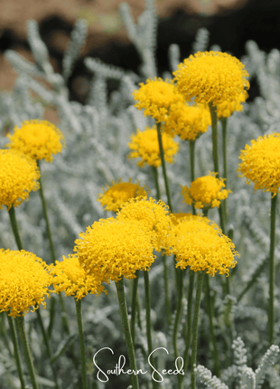 Lavender Cotton Santolina – 20 Seeds