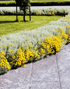 Lavender Cotton Santolina – 20 Seeds