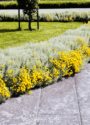 Lavender Cotton Santolina – 20 Seeds