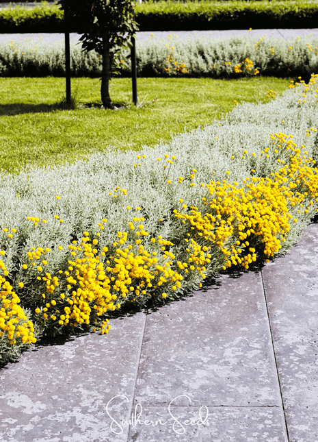 Lavender Cotton Santolina – 20 Seeds