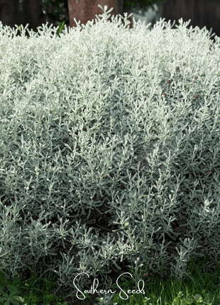 Lavender Cotton Santolina – 20 Seeds
