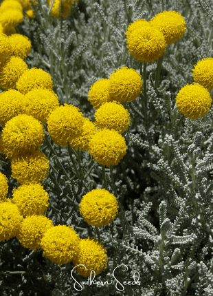 Lavender Cotton Santolina – 20 Seeds