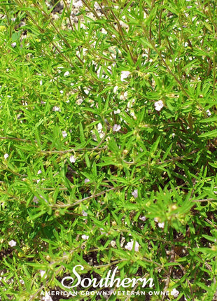 Summer Savory – 100 Seeds