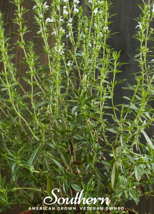 Summer Savory – 100 Seeds