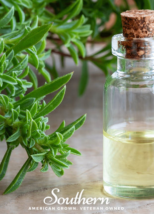 Winter Savory – 100 Seeds